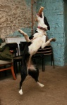 Catch!