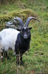 Feral goat
