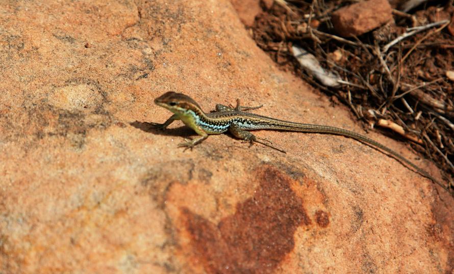 20080412-102132.jpg - Lizard