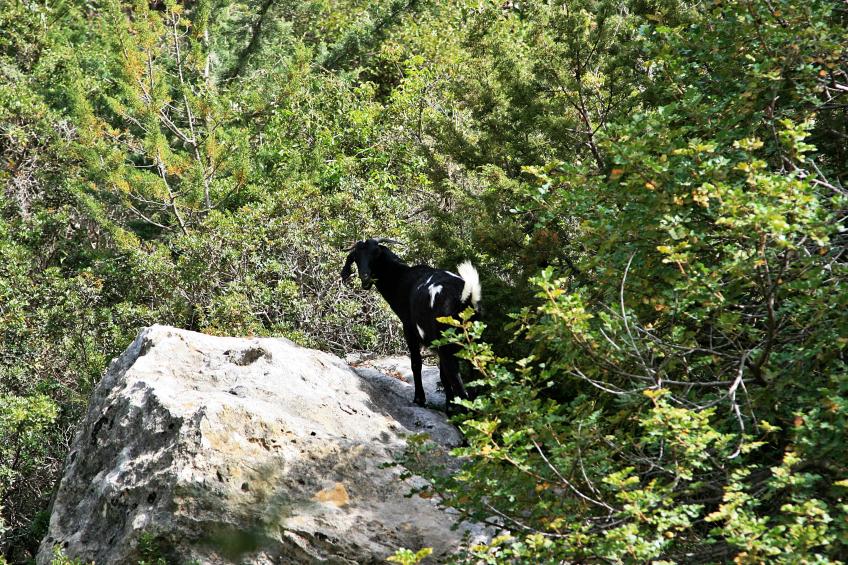 20080412-151532.jpg - Wild goat