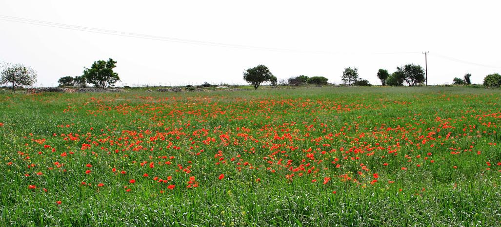 20080414-100856.jpg - Poppies