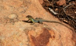 Lizard