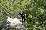 Wild goat