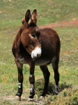 Donkey