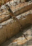 Lizard by the fence of the lookout tower