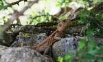 Another lizard