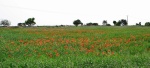 Poppies