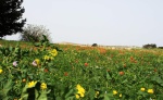 Poppies