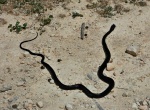 Snake (a dead one)