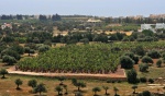 Banana plantation