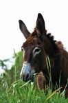 Donkey
