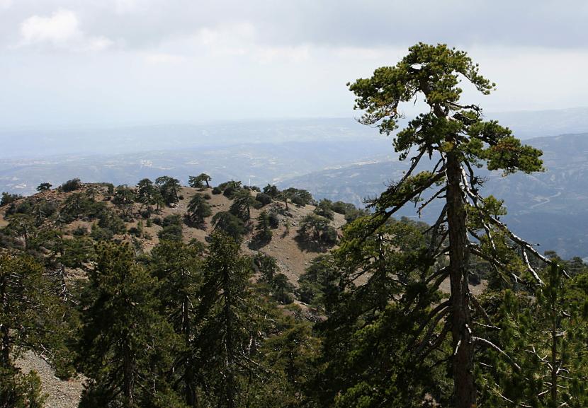 20080407-123606.jpg - Pine scrub