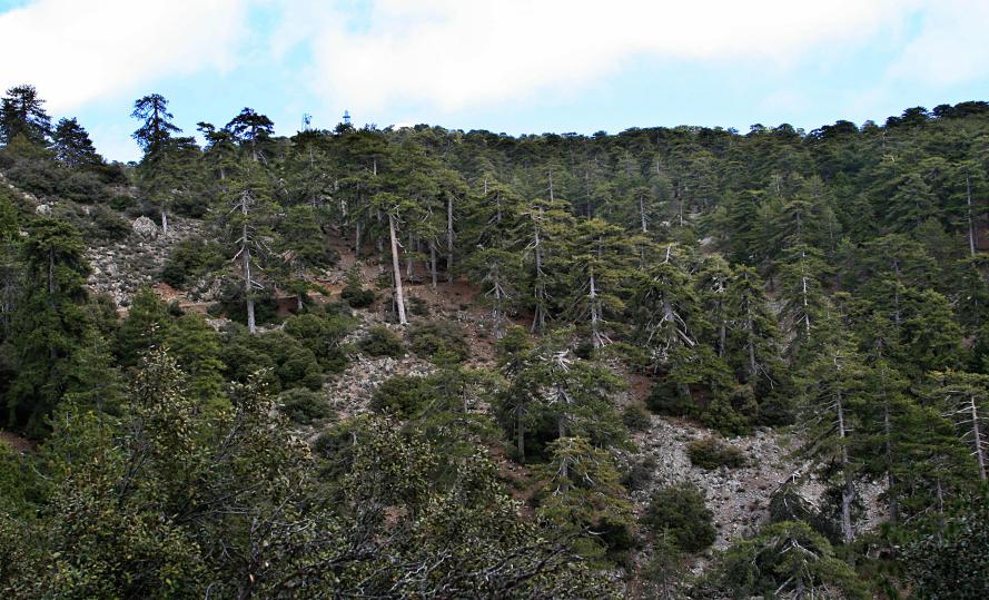 20080407-124818.jpg - Pine forest on Mount Olympos