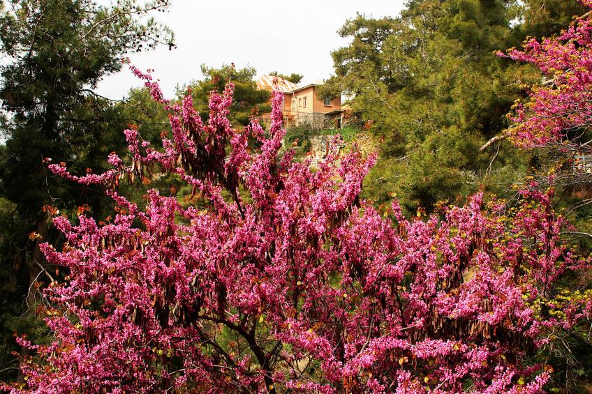 20080410-111352.jpg - Blossom