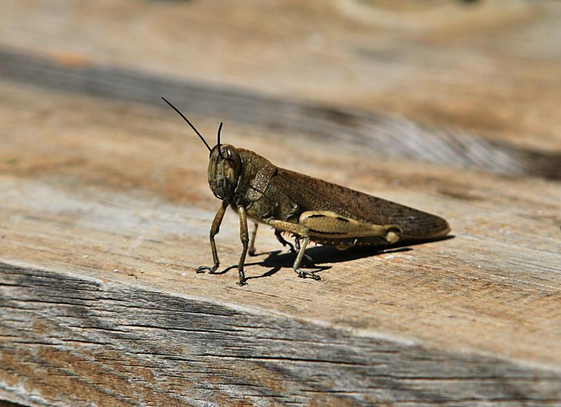 20080411-105934.jpg - Grasshopper
