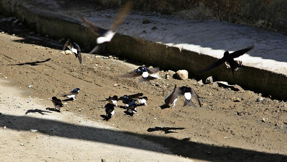 20080411-110558.jpg - Swallows gathering mud for nest-building