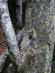 Plane tree bark