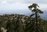Pine scrub