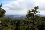 Another view across the pines