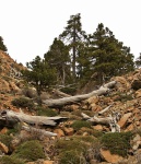 Trees, alive and dead