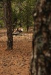A bear in the trees?
