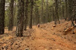 Walking in pinewoods