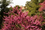Blossom