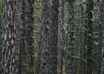 Back in the pines again