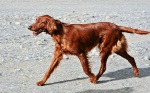 Vicky