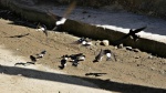Swallows gathering mud for nest-building