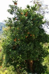 Orange tree