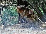Mouflon and kid
