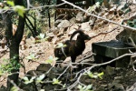 Mouflon