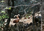 Mouflon