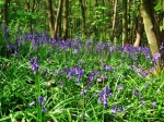 Bluebells