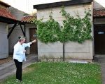 Introduction to a vine