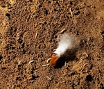 Dead moth
