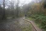 Through the damp woods