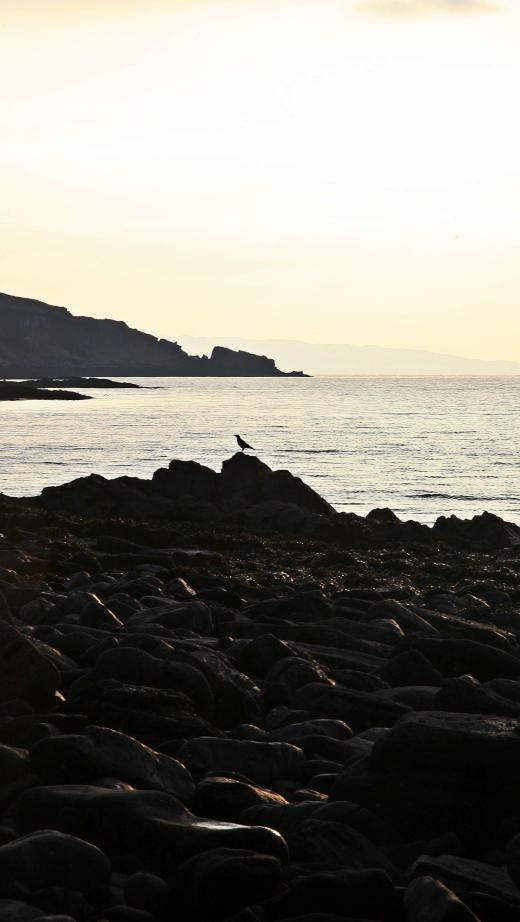 20081230-133840.jpg - Seabird silhouette