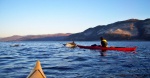 Dolphins and Toby