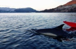 Morning dolphin