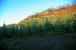Spruce trees
