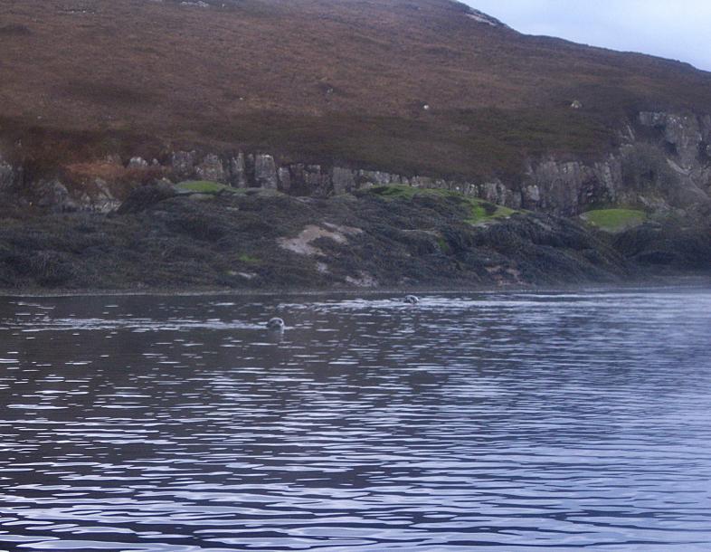 20090408-143815.jpg - Two seals