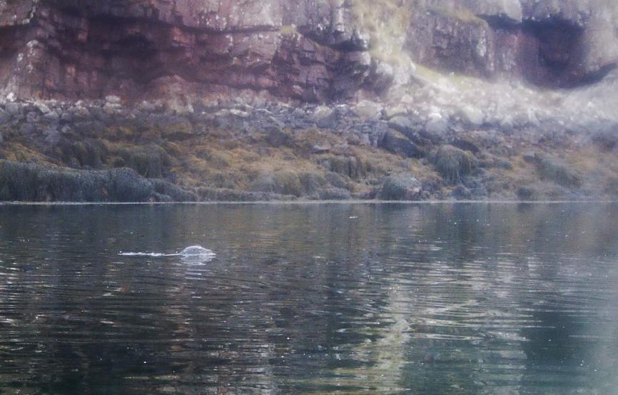 20090408-144055.jpg - Seal