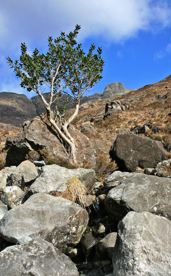 20090418-170416.jpg - Holly tree below Clach Glas
