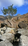 Holly tree below Clach Glas