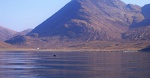 Chased by a seal