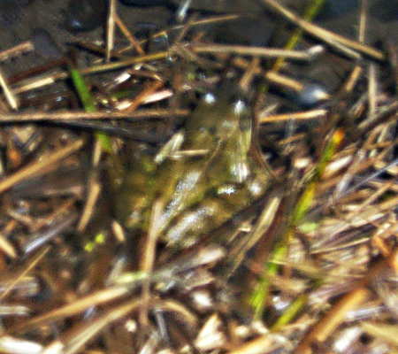 20090412-143044.jpg - Fred the frog