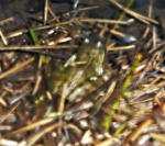 Fred the frog