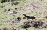 Running deer